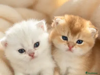 British Shorthair cats stunning Golden & Silver Shaded BSH girls GCCF - Advert 6