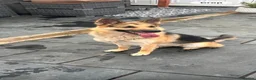 German Shepherd dogs for sale: German Shepard Pups - Ready to leave now! in Goole - Advert 2