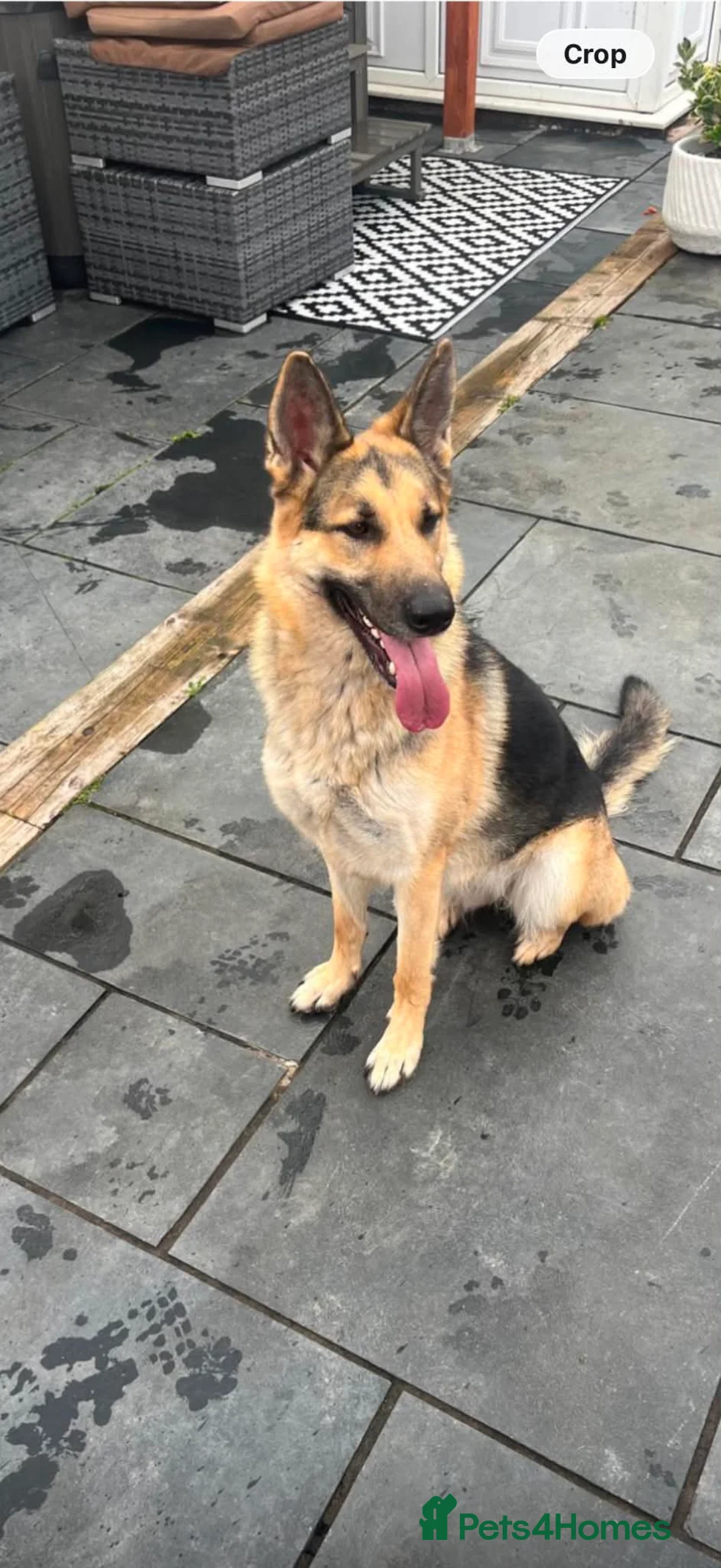 German Shepherd dogs for sale: German Shepard Pups - Ready to leave now! in Goole - Advert 2