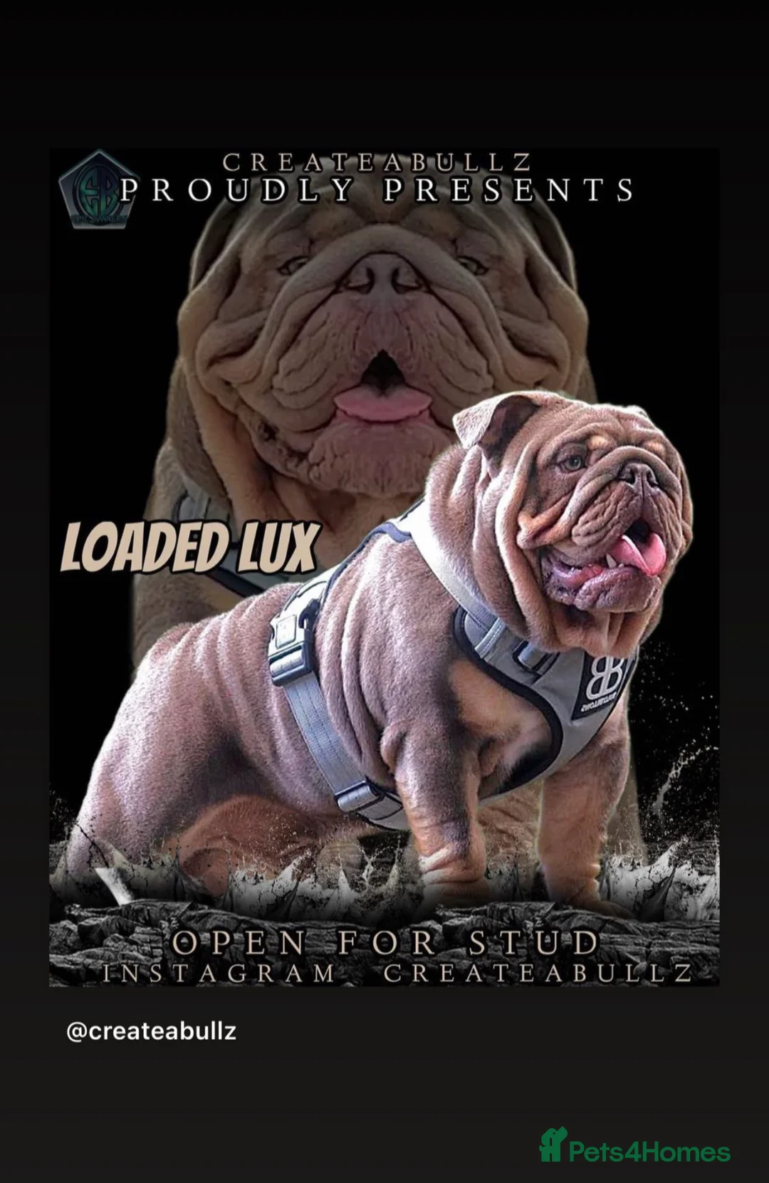 English Bulldog dogs for stud: CREATEABULLZ 🚨LOADED-LUX REDUCED  in Manchester - Advert 13