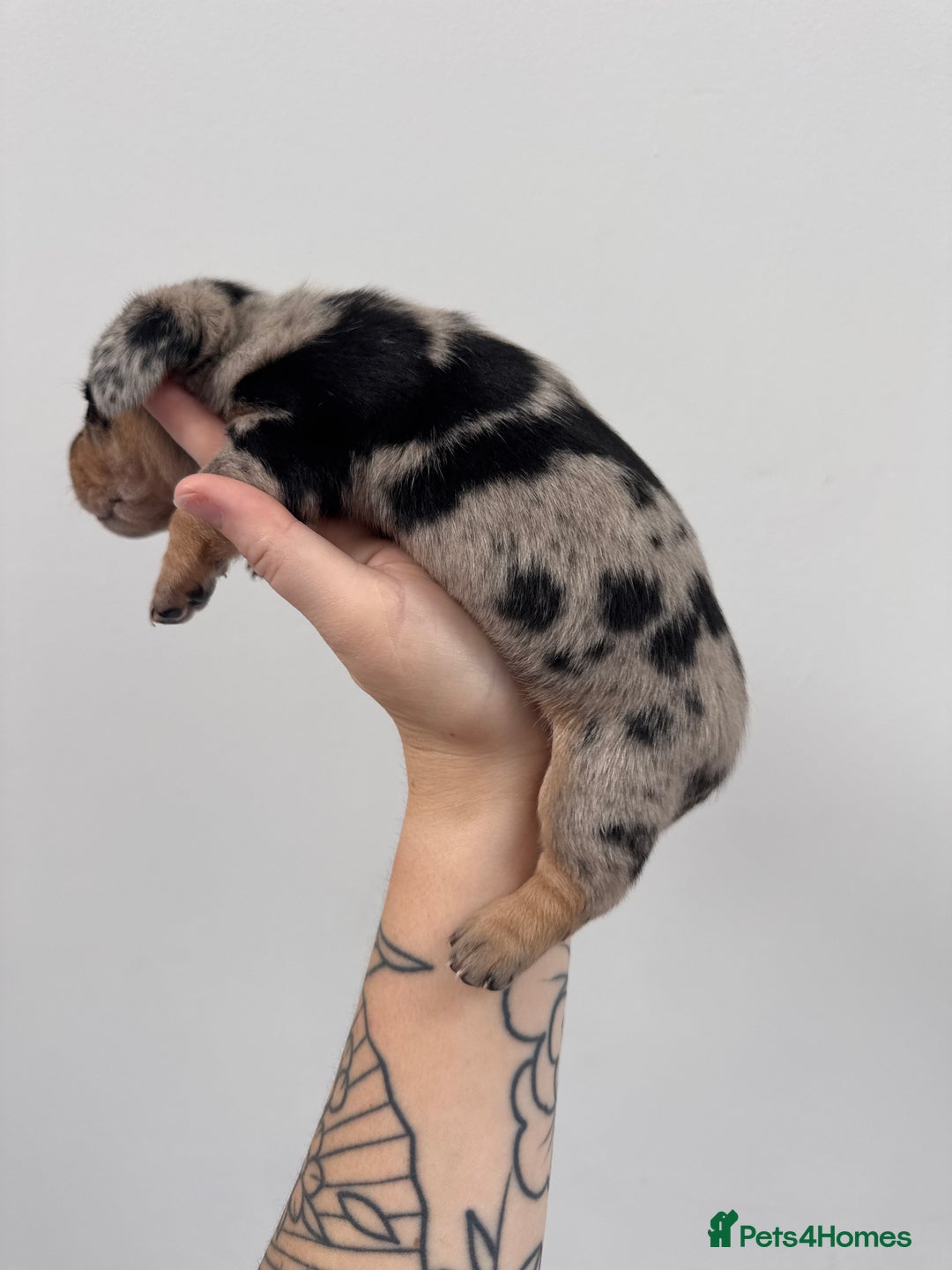 Miniature Dachshund dogs for sale: Miniature dachshund  - Image 6