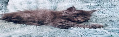 Maine Coon Kitten 6