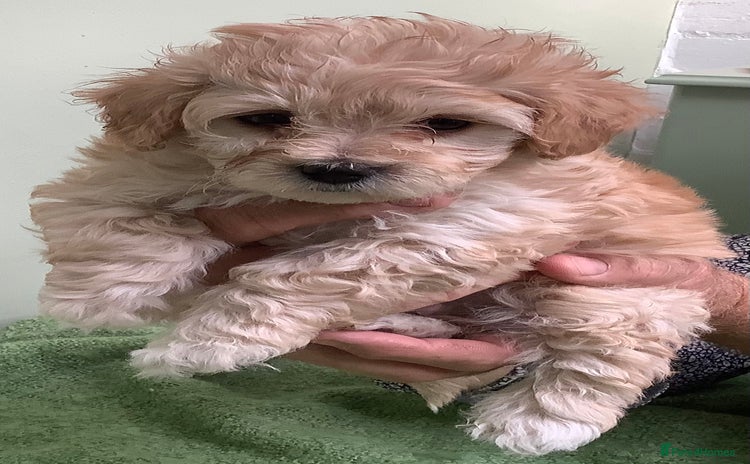 Maltipoo dogs - Advert 2