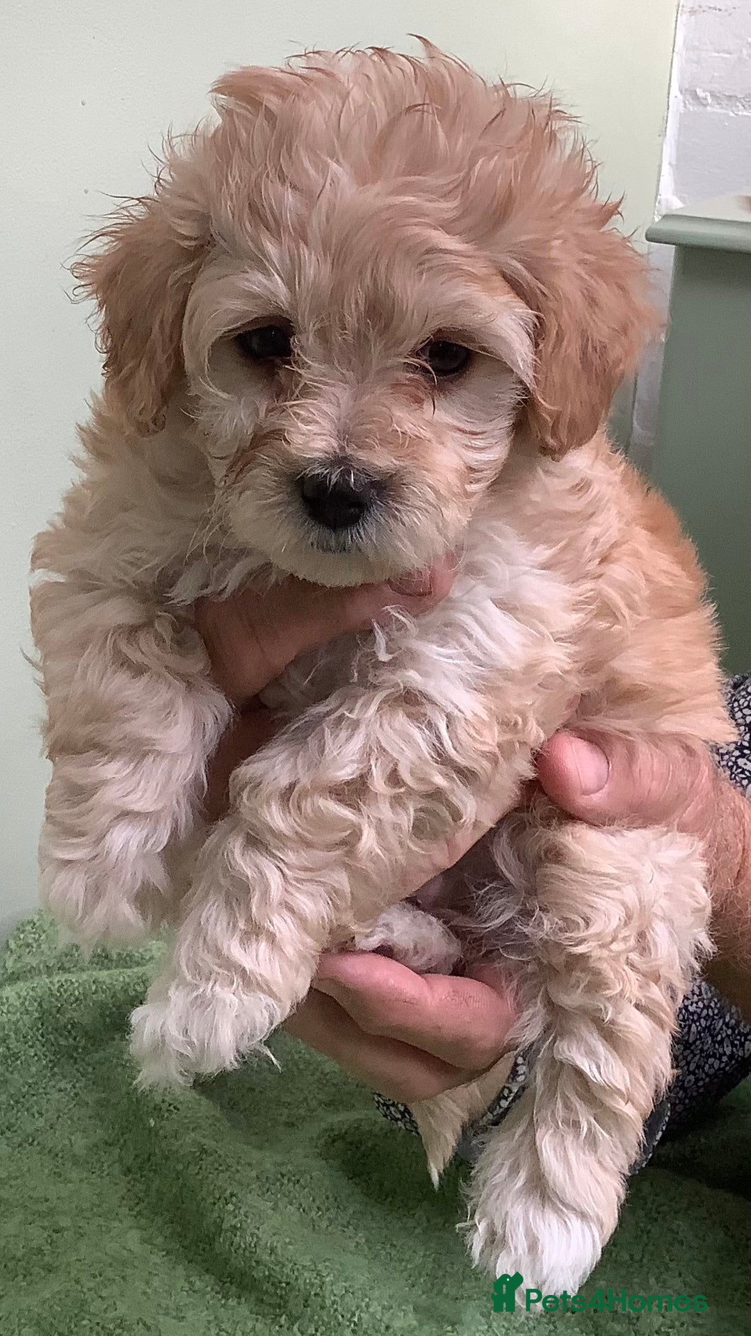 Naples Craigslist Papillon Puppies Maltese Puppies For Sale In