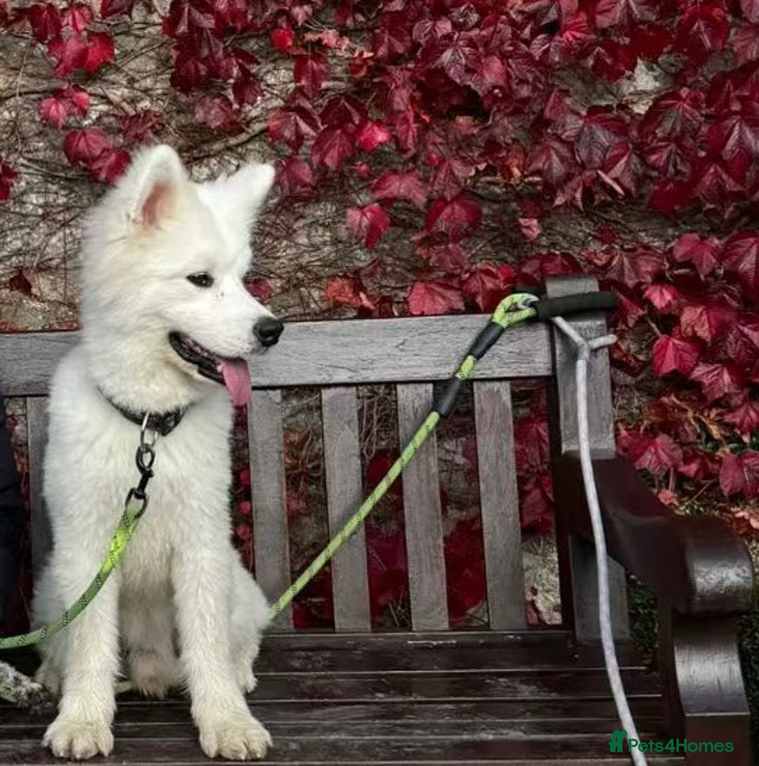 Samoyed dogs for sale: 1-year Samoyed - Advert 3