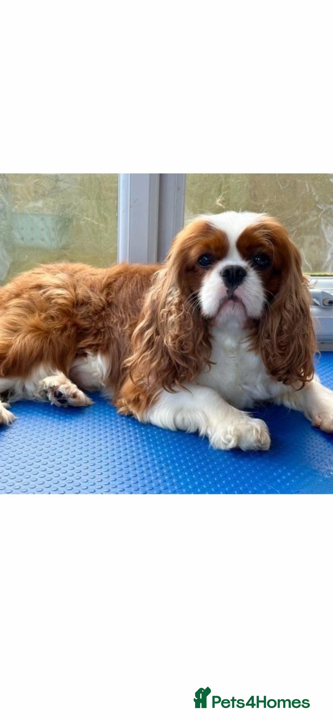 Cavapoo dogs for sale: Cavapoo Puppies-Perfect Family Companions - Advert 16