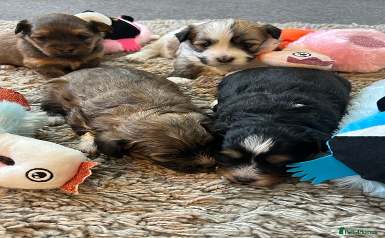 Havanese dogs - Advert 2