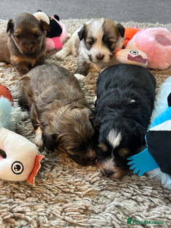 Havanese dogs - Advert 2