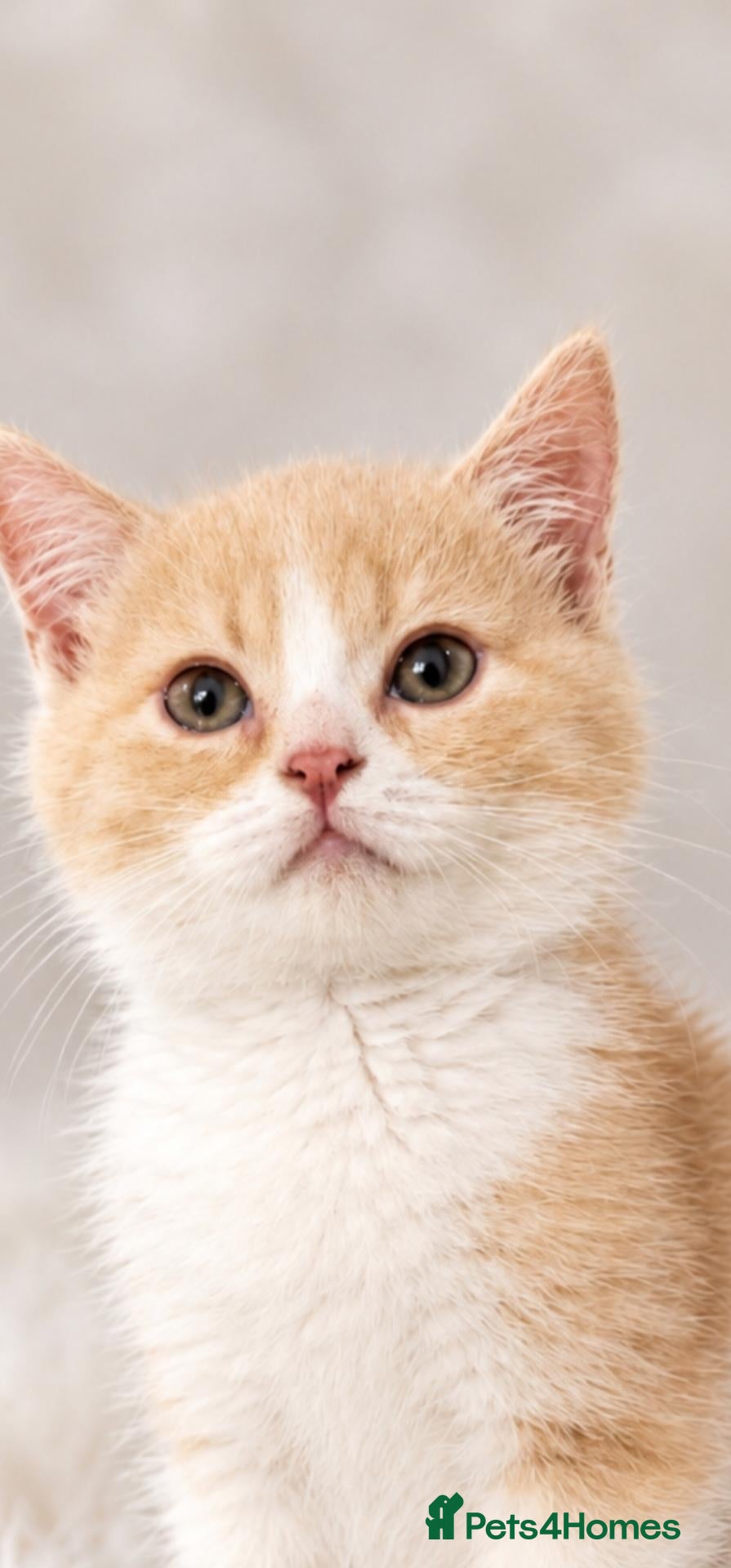 British Shorthair cats GCCF ready to leave British Shorthair - Advert 2