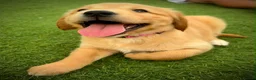 Golden Retriever dogs for sale: Kc registered golden retriever puppies !!! - Advert 9