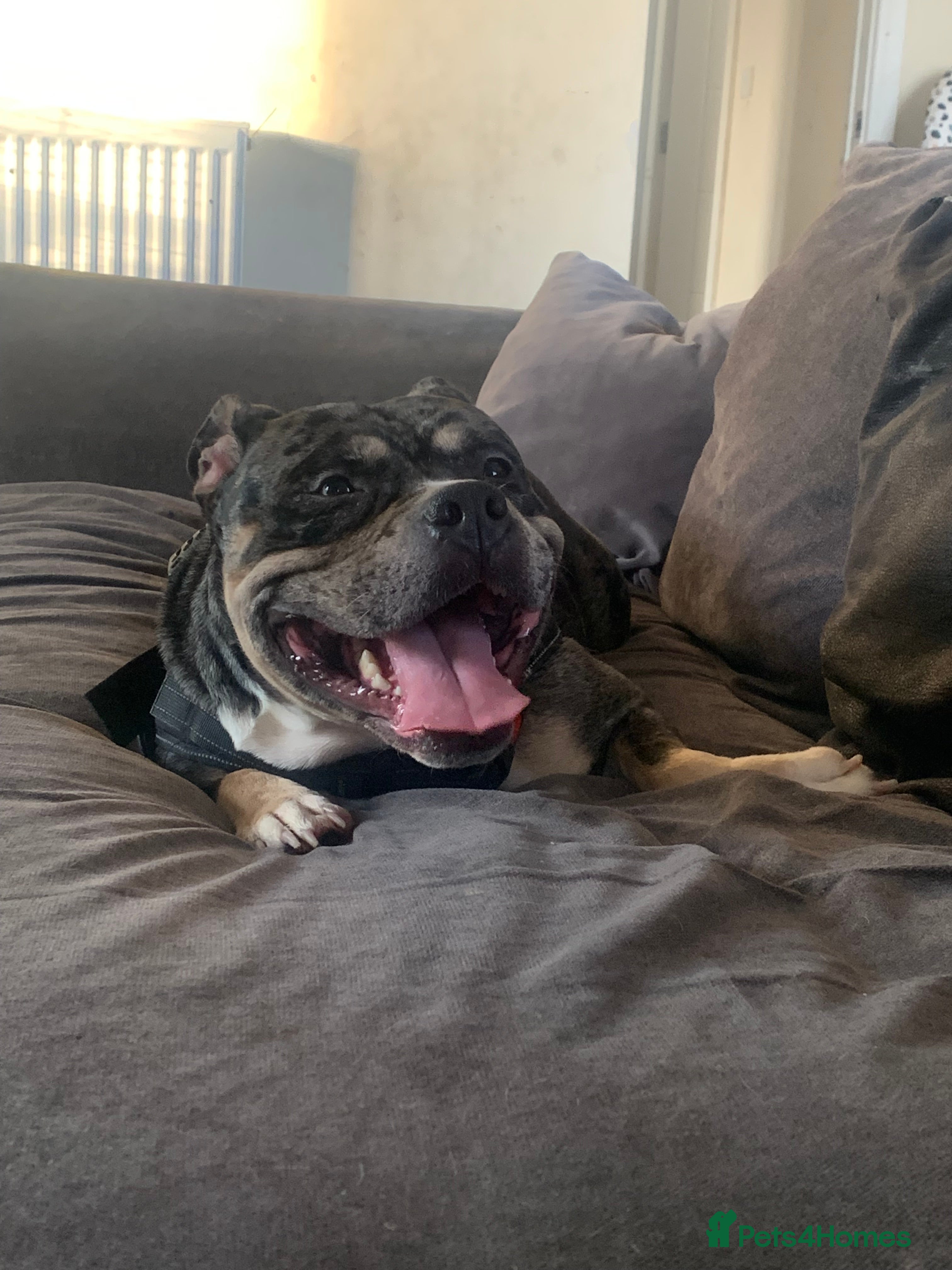 American Bully dogs Girl pocket bully - Advert 15