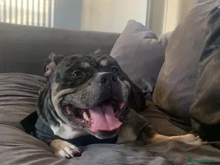 American Bully dogs Girl pocket bully - Advert 15