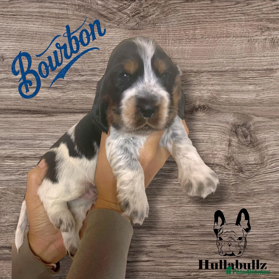 Cocker Spaniel dogs for stud: KC REG SHOW COCKER SPANIEL STUD in Gosport - Advert 37