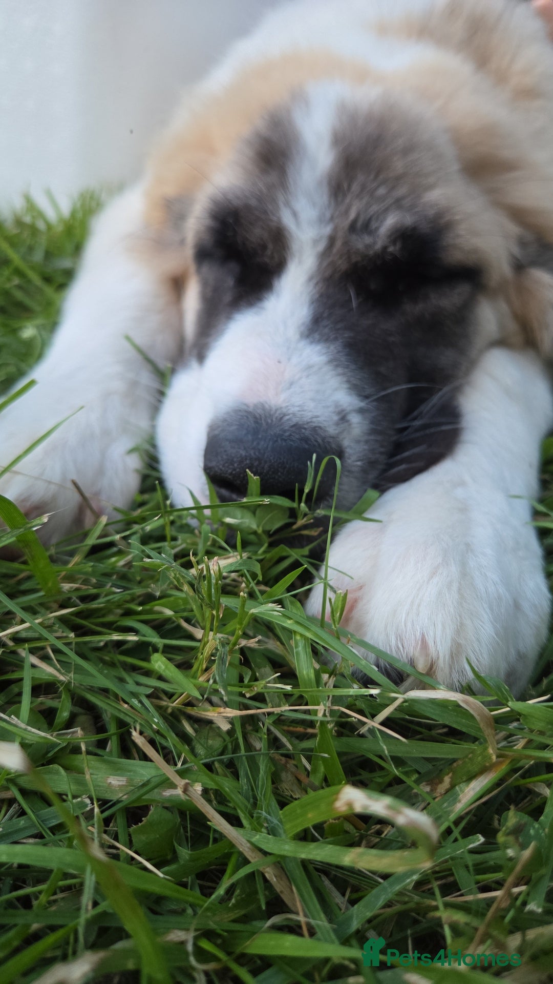 Saint Bernard dogs for sale: Puppy for rehoming - Image 8