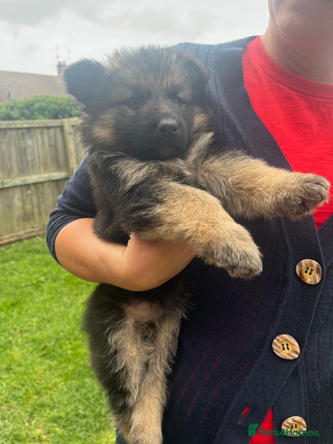 German Shepherd dogs for sale: Ready to leave 🐾 GSD Puppies - Image 27