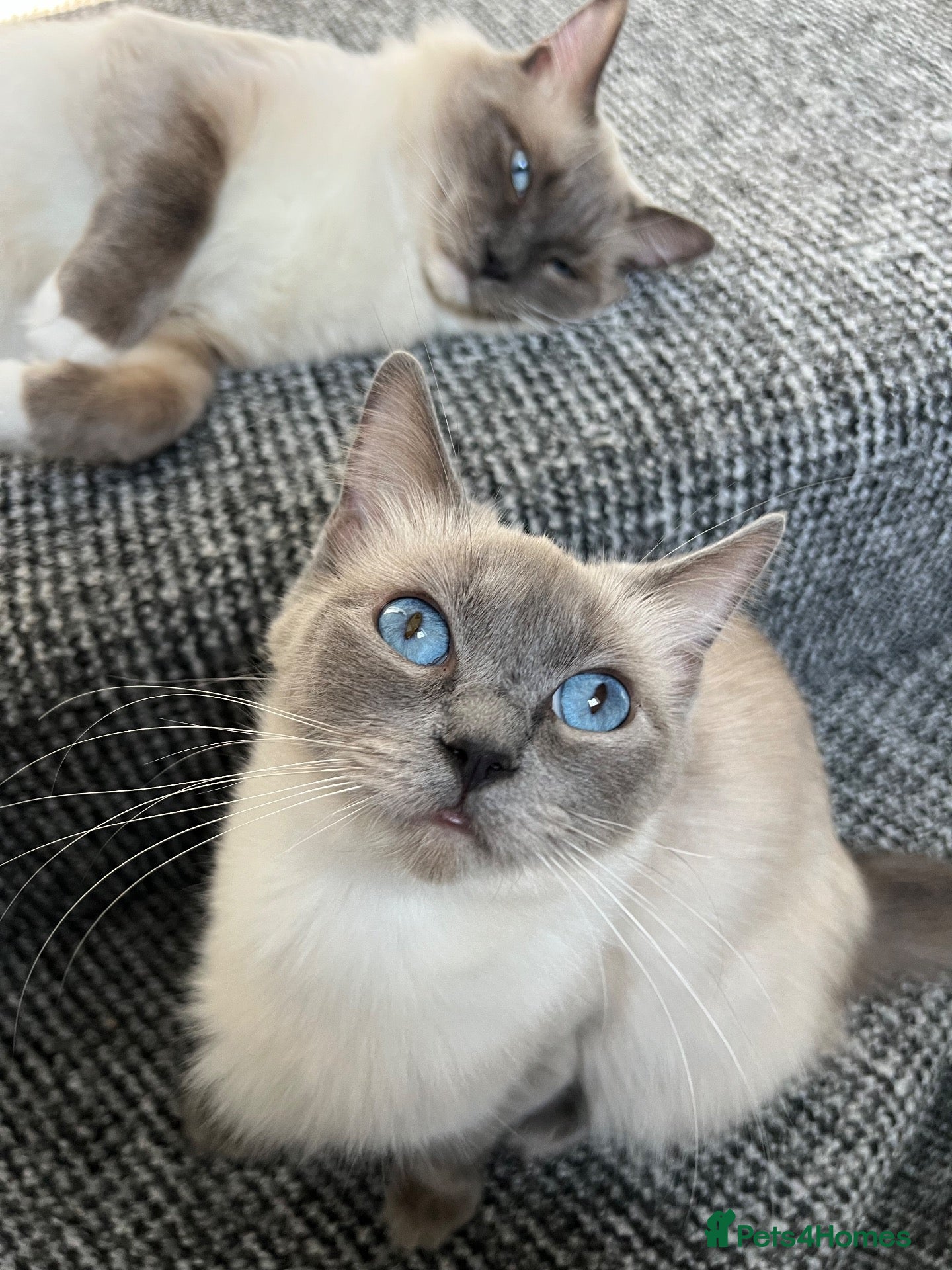 Ragdoll cats for sale: 3 kittens, 5 weeks old - Advert 6
