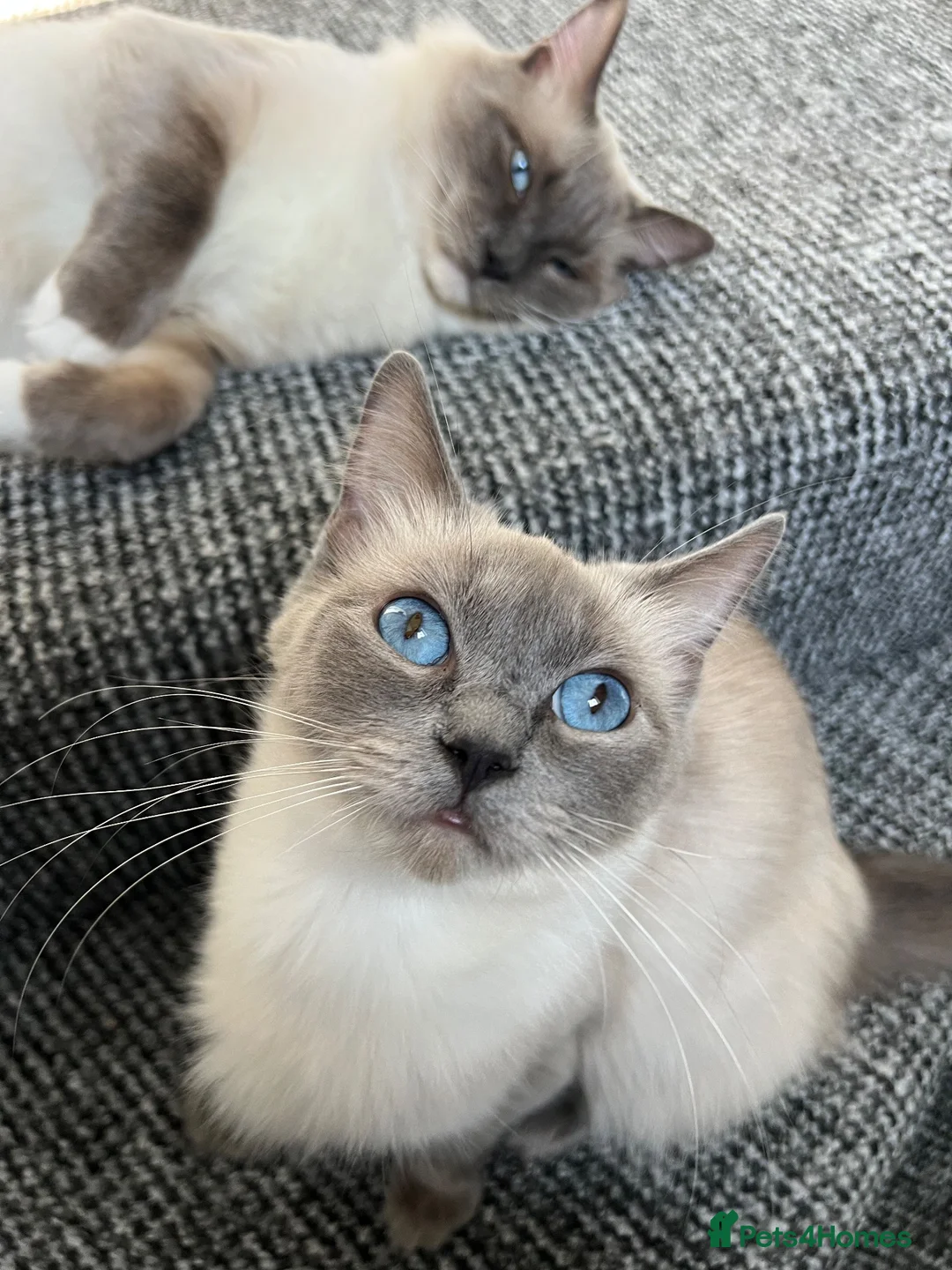 Ragdoll cats for sale: 3 kittens, 5 weeks old - Advert 1