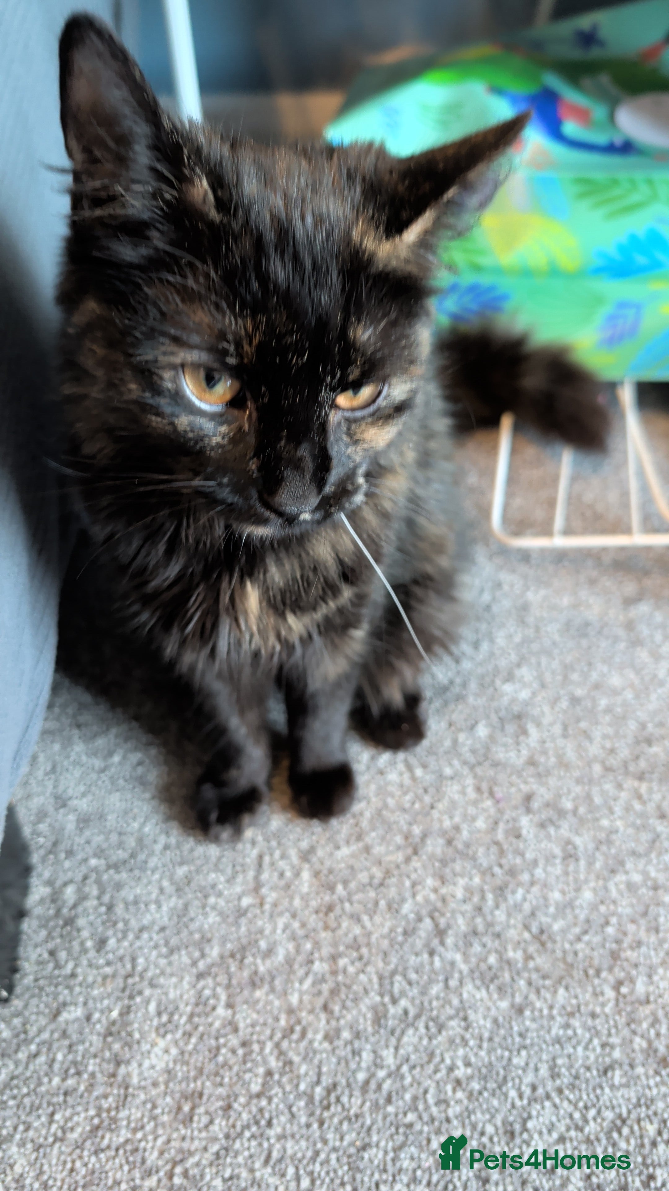 Persian cats Kitty needs forever home  - Advert 2