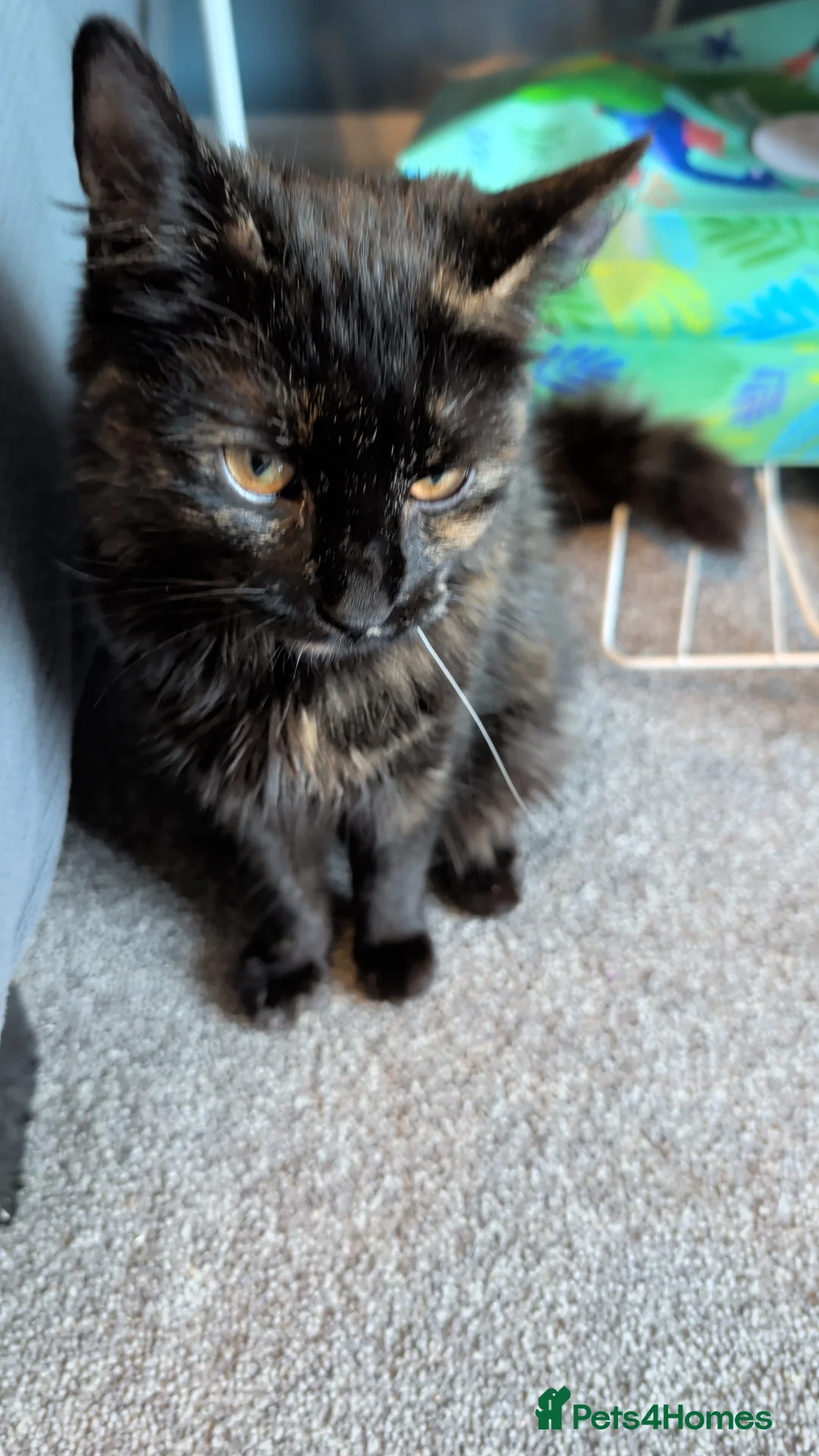 Persian cats for sale: Kitty needs forever home  - Advert 1