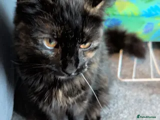 Persian cats Kitty needs forever home - Advert 6