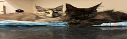 Maine Coon cats for sale: Purebred Maine Coon Kittens in Lisburn - Advert 13