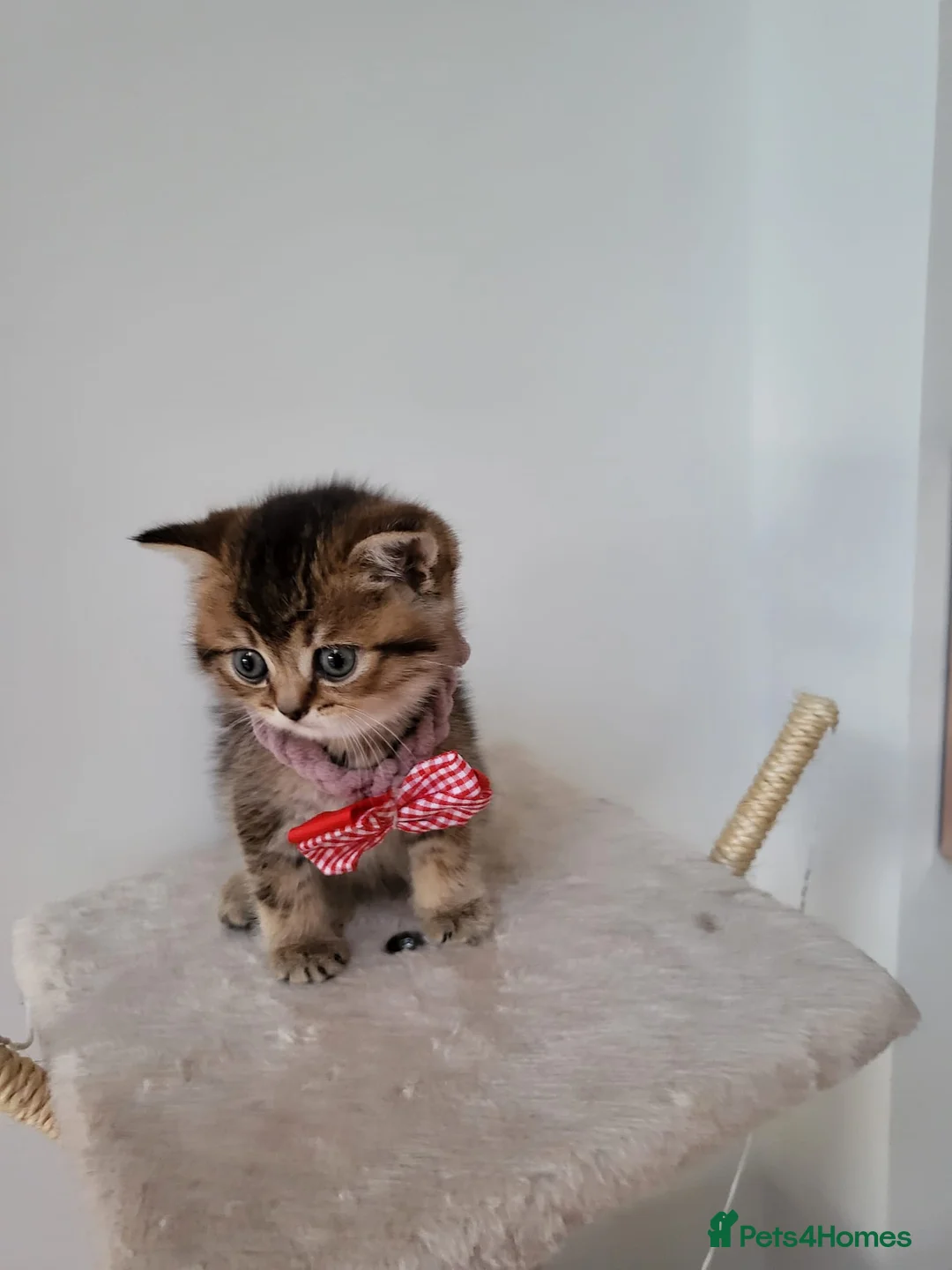 British Shorthair cats for sale:          BRITISH SHORTHAIR - Advert 6