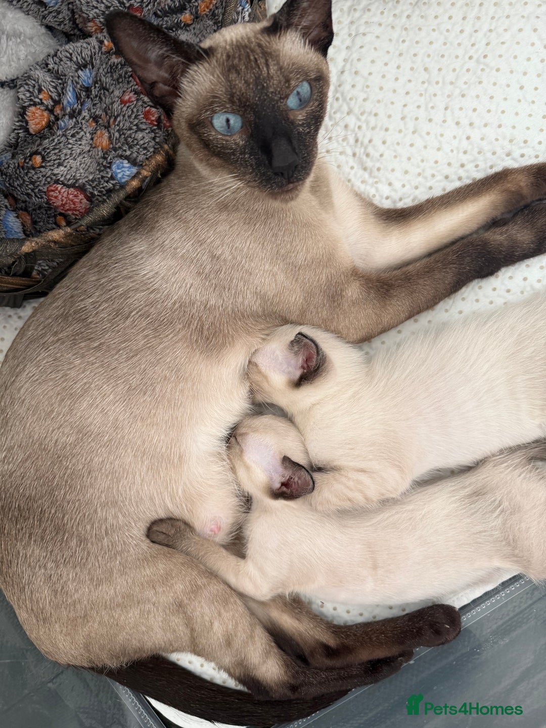 Siamese cats for sale: 2 male sealpoint siamese  - Image 11