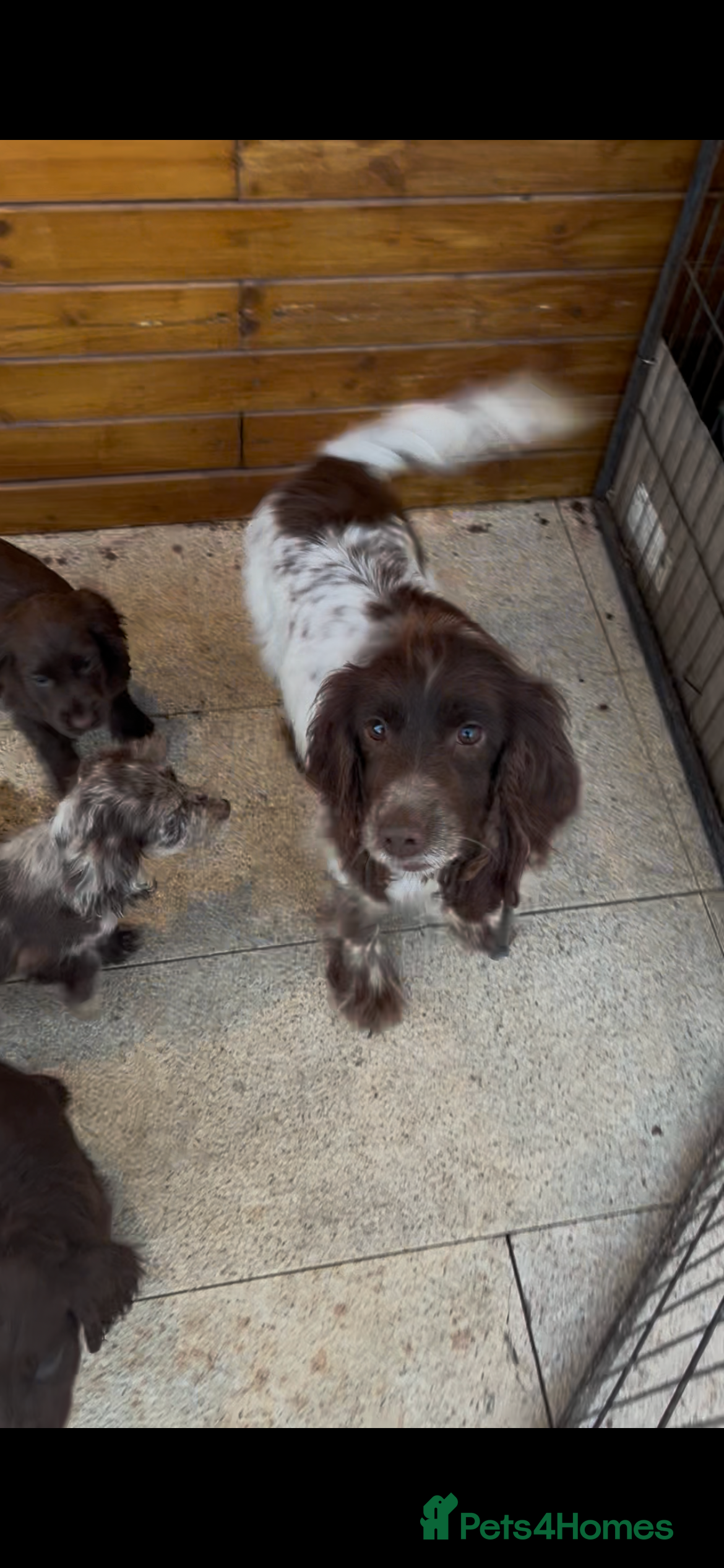 Cocker Spaniel dogs Cocker spaniel puppies  in Cambridge - Advert 1