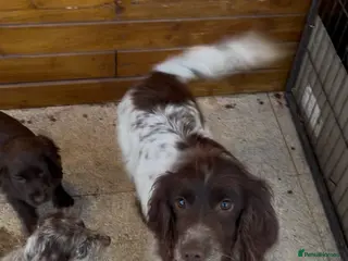 Cocker Spaniel dogs Cocker spaniel puppies in Cambridge - Advert 1