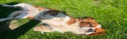 Cavalier King Charles Spaniel dogs for sale: KC Registered Cavalier King Charles Spaniel Puppys in Gravesend - Advert 13