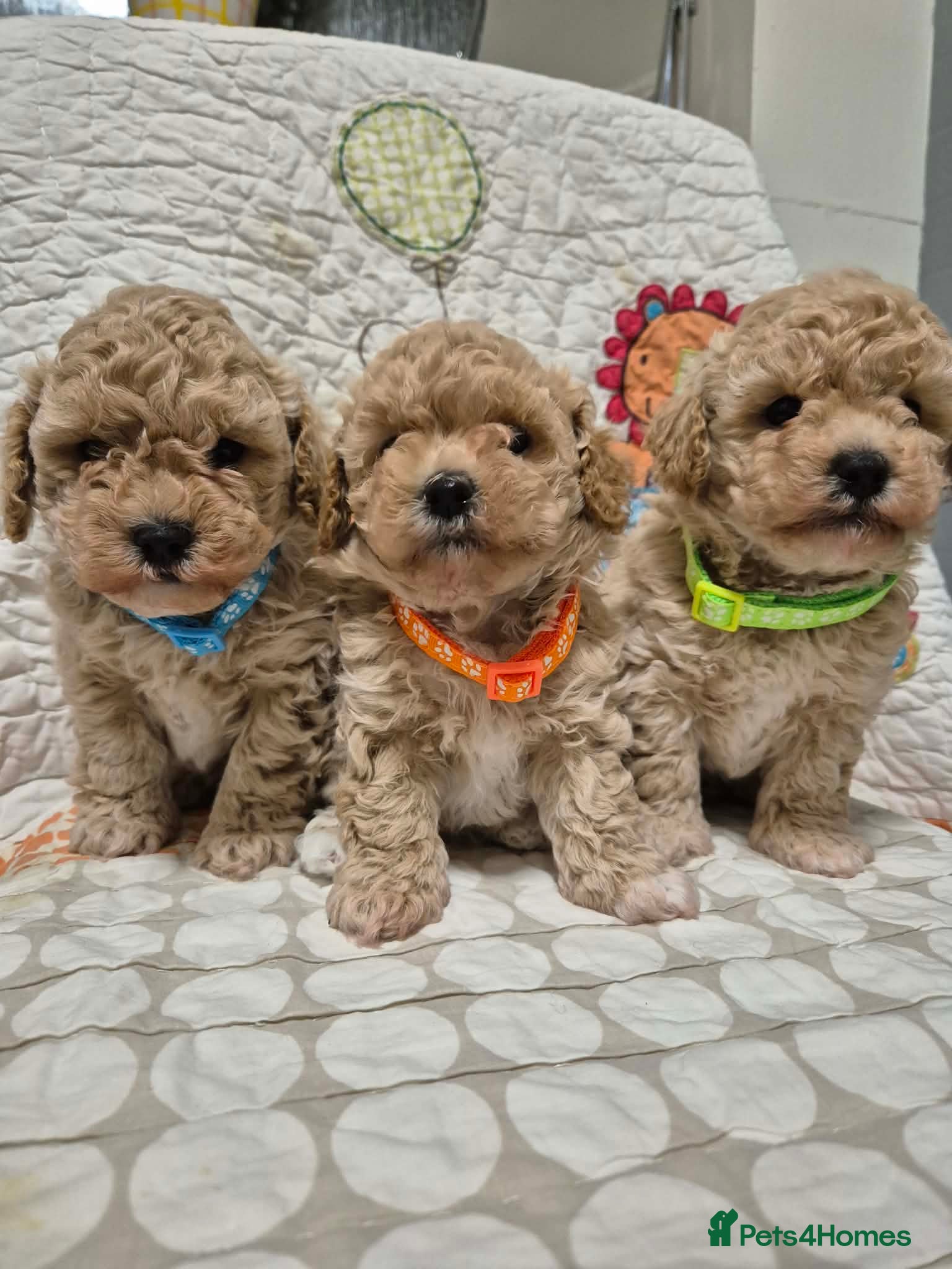 Maltipoo dogs Adorable Maltipoo Puppies 💕 - Advert 5