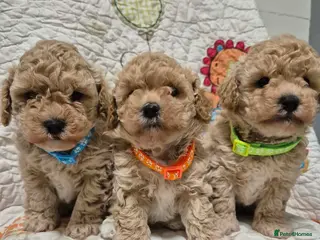 Maltipoo dogs Adorable Maltipoo Puppies 💕 - Advert 1