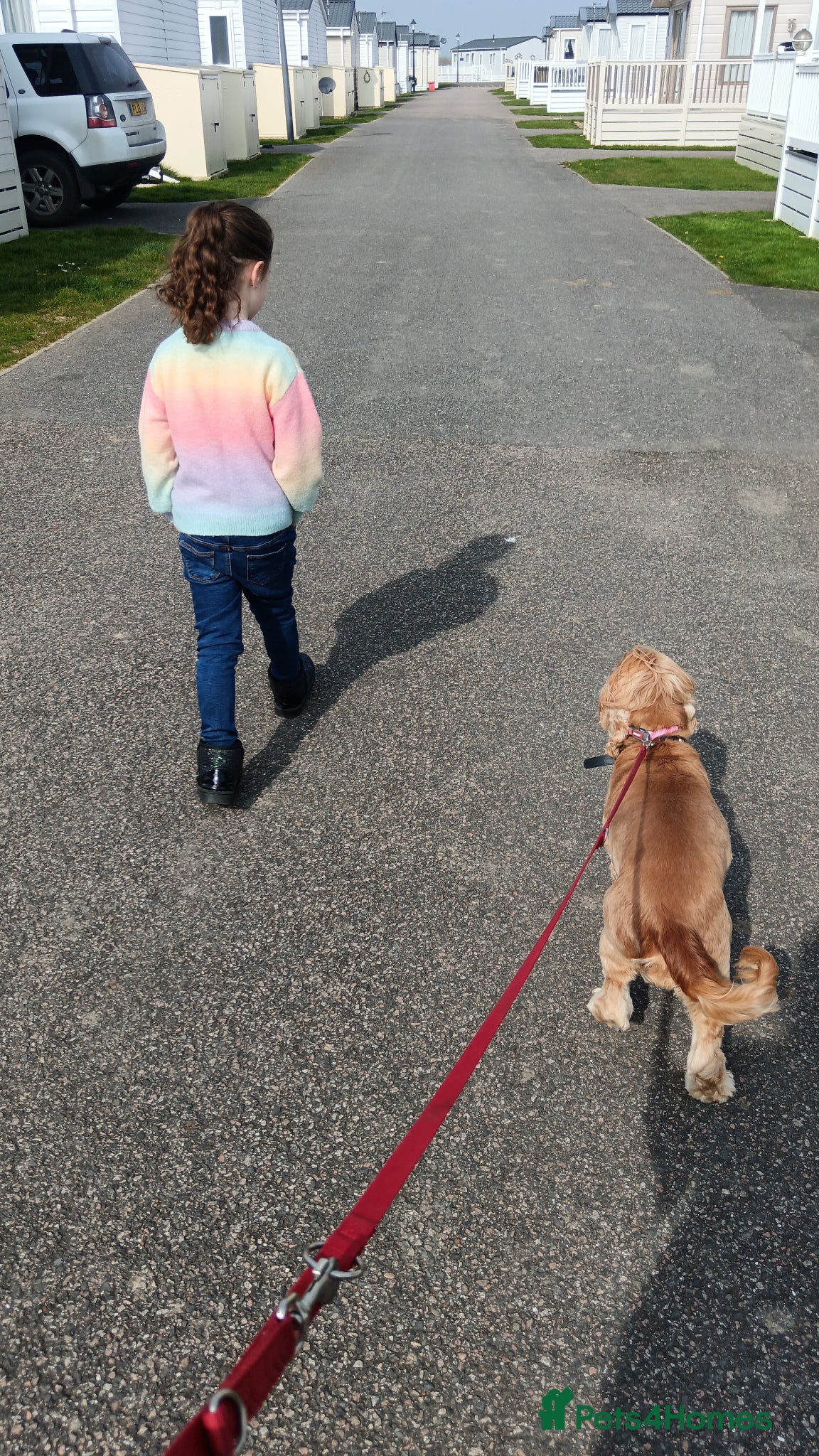 Cocker Spaniel dogs Liver show type cocker spaniel bitch - Advert 1