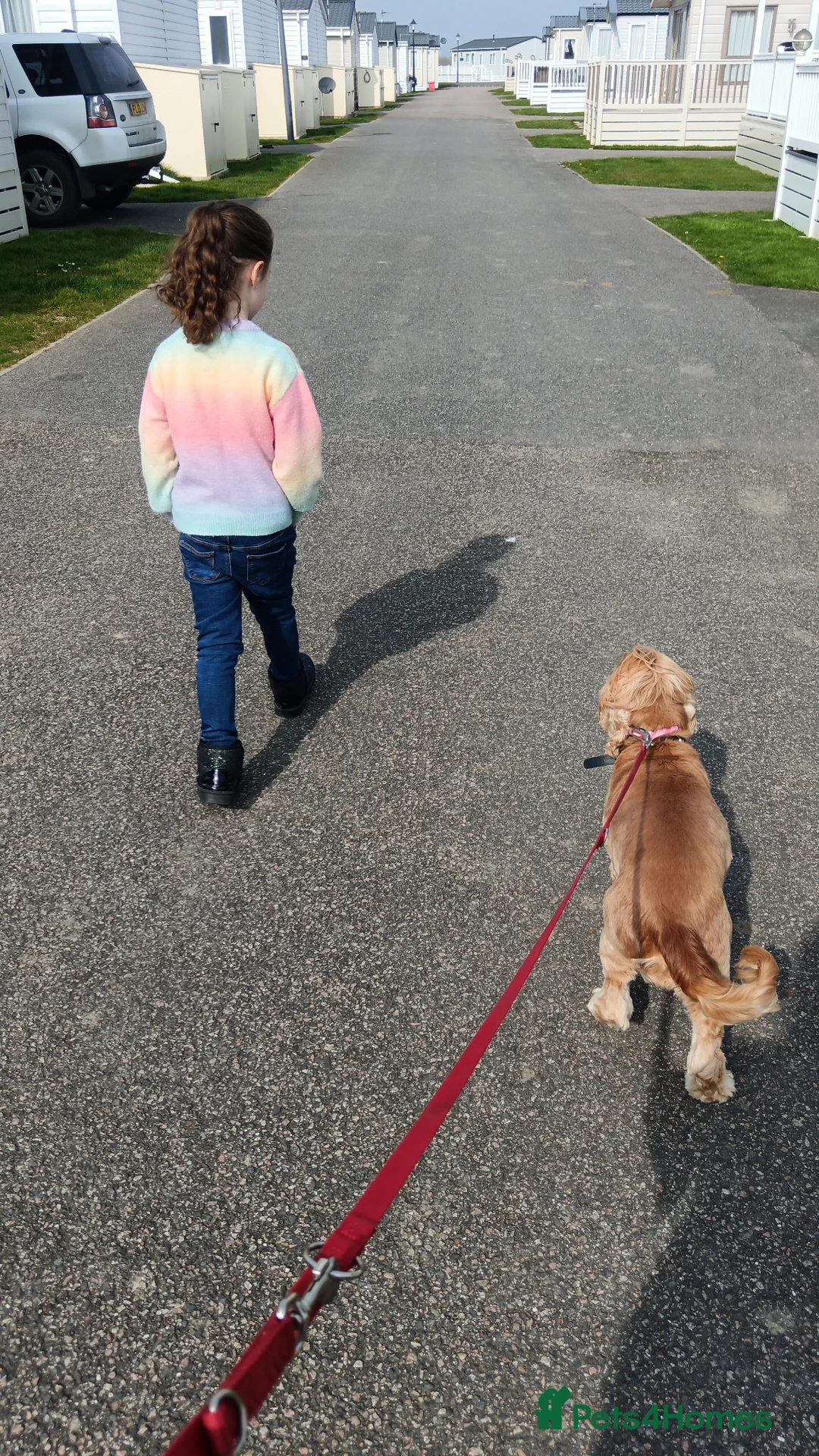 Cocker Spaniel dogs for sale: Liver show type cocker spaniel bitch - Advert 1