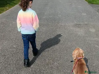 Cocker Spaniel dogs Liver show type cocker spaniel bitch - Advert 2