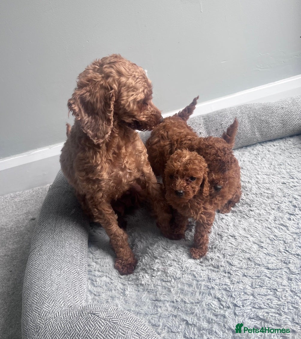 Toy Poodle dogs 3 Pure Confidence Toy Poodle puppies for sale - Advert 8