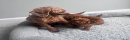 Toy Poodle dogs for sale: 3 Pure Confidence Toy Poodle puppies for sale - Advert 1