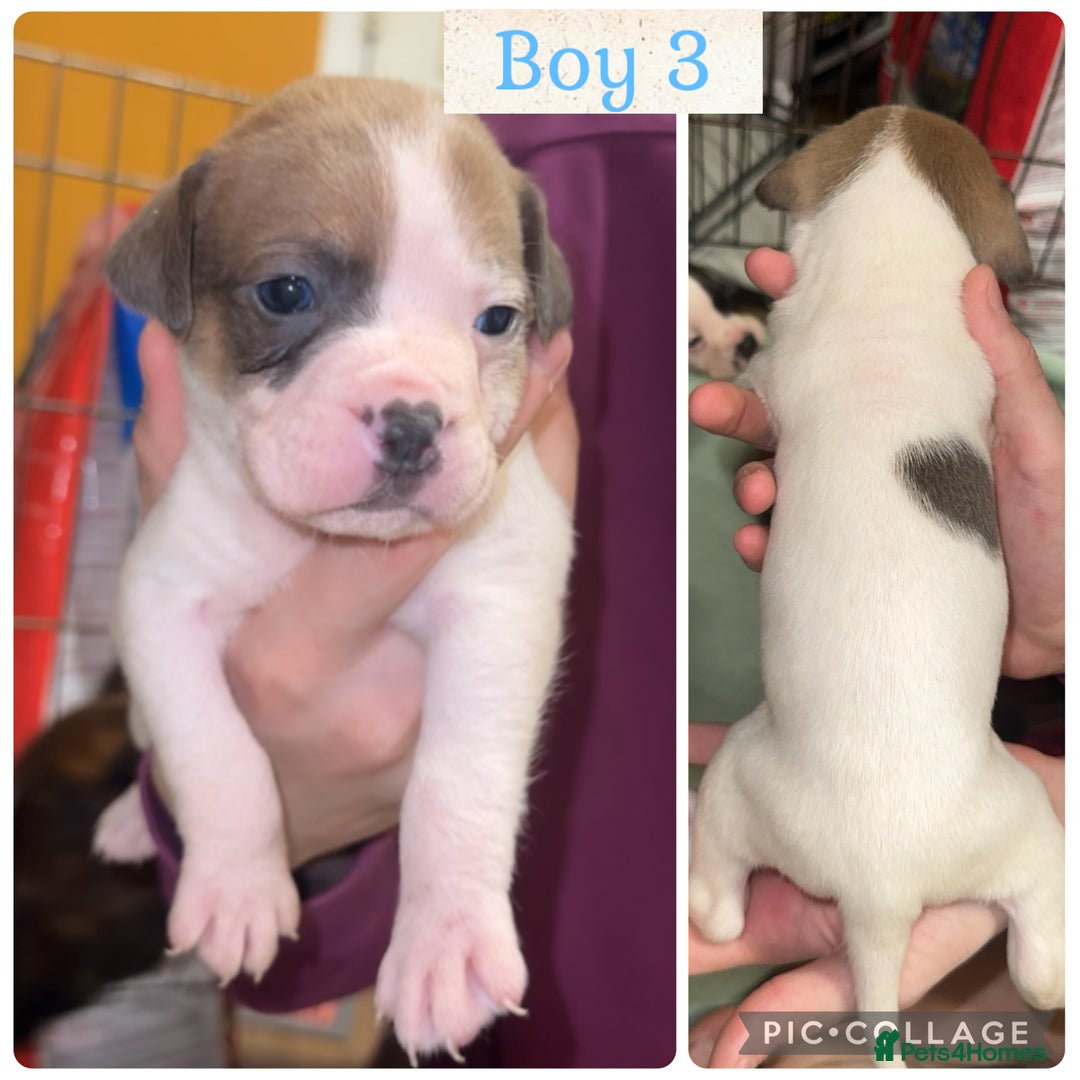 Staffordshire Bull Terrier dogs for sale: 6 staffy x pups  - Advert 7
