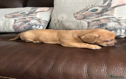 Mixed Breed dogs for sale: French wieners - Image 27