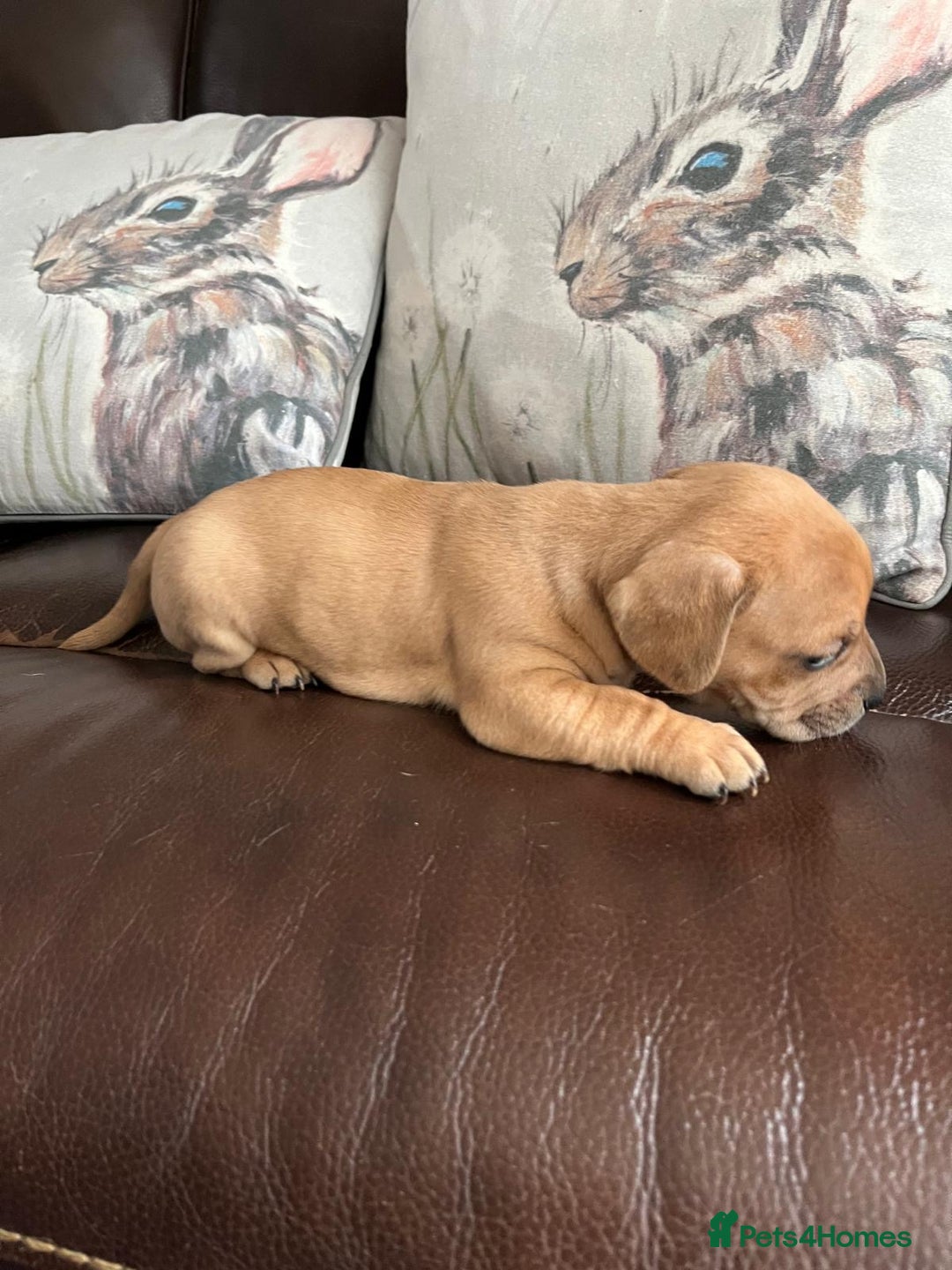 Mixed Breed dogs for sale: French wieners - Image 27