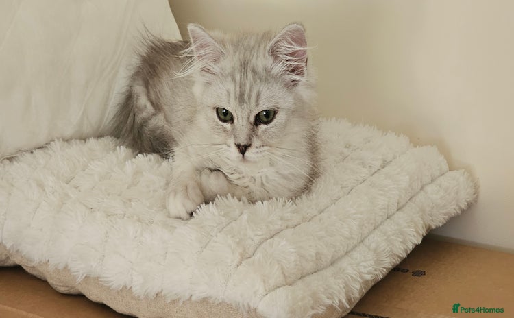 Ragdoll cats - Advert 12