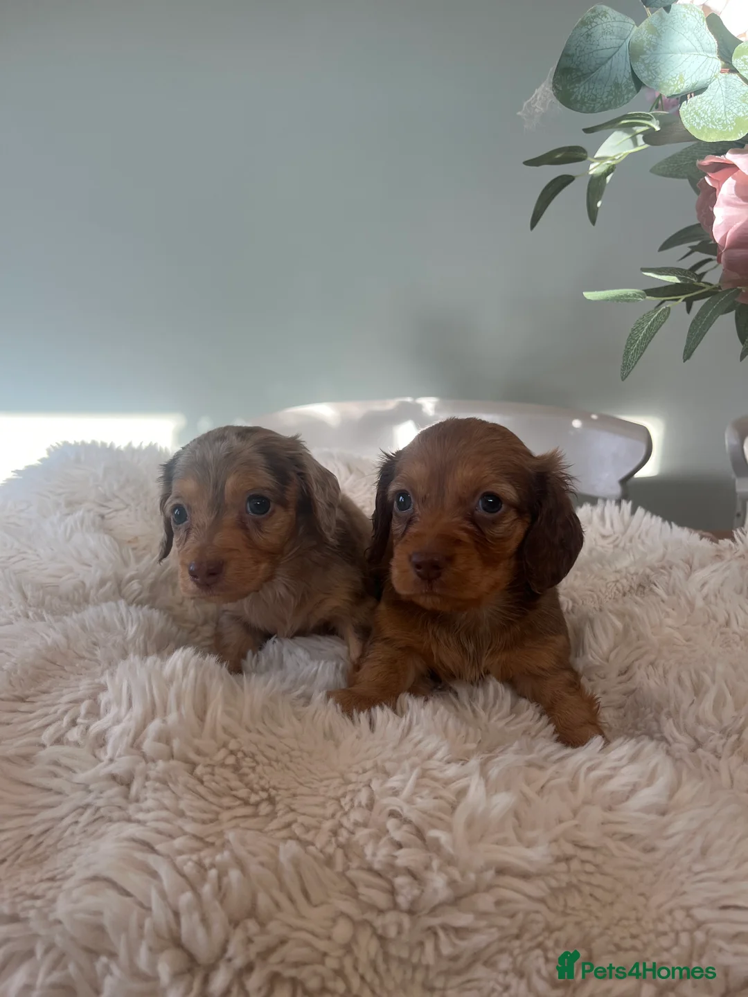Miniature Dachshund dogs for sale: Mini long haired dachshund pups - Advert 11