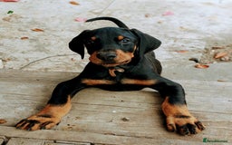 Dobermann dogs for sale: Beautiful doberman puppies ready for foreve homes  - Image 9