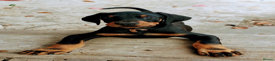 Scout Dobermann Puppy 6