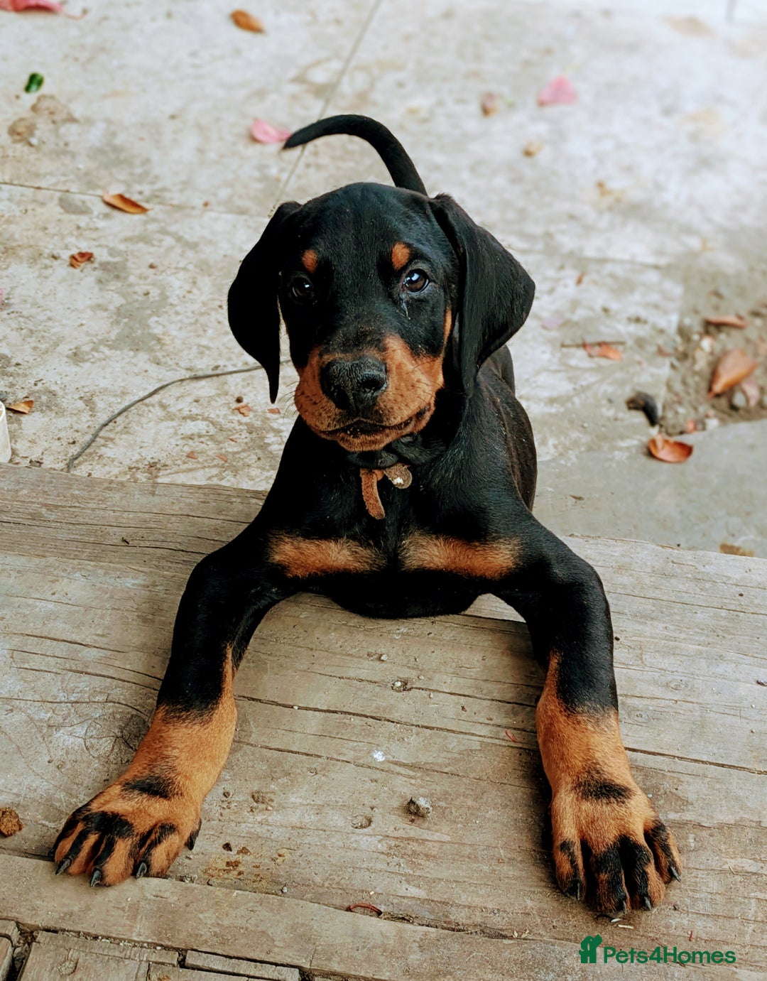 Dobermann dogs for sale: Beautiful doberman puppies ready for foreve homes  - Image 9
