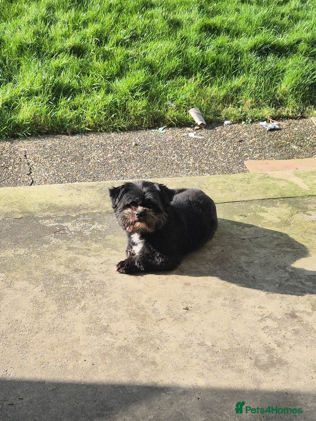 Mixed Breed dogs for stud: Pomeranian mix Shih Tzu breed Available for Stud - Advert 2