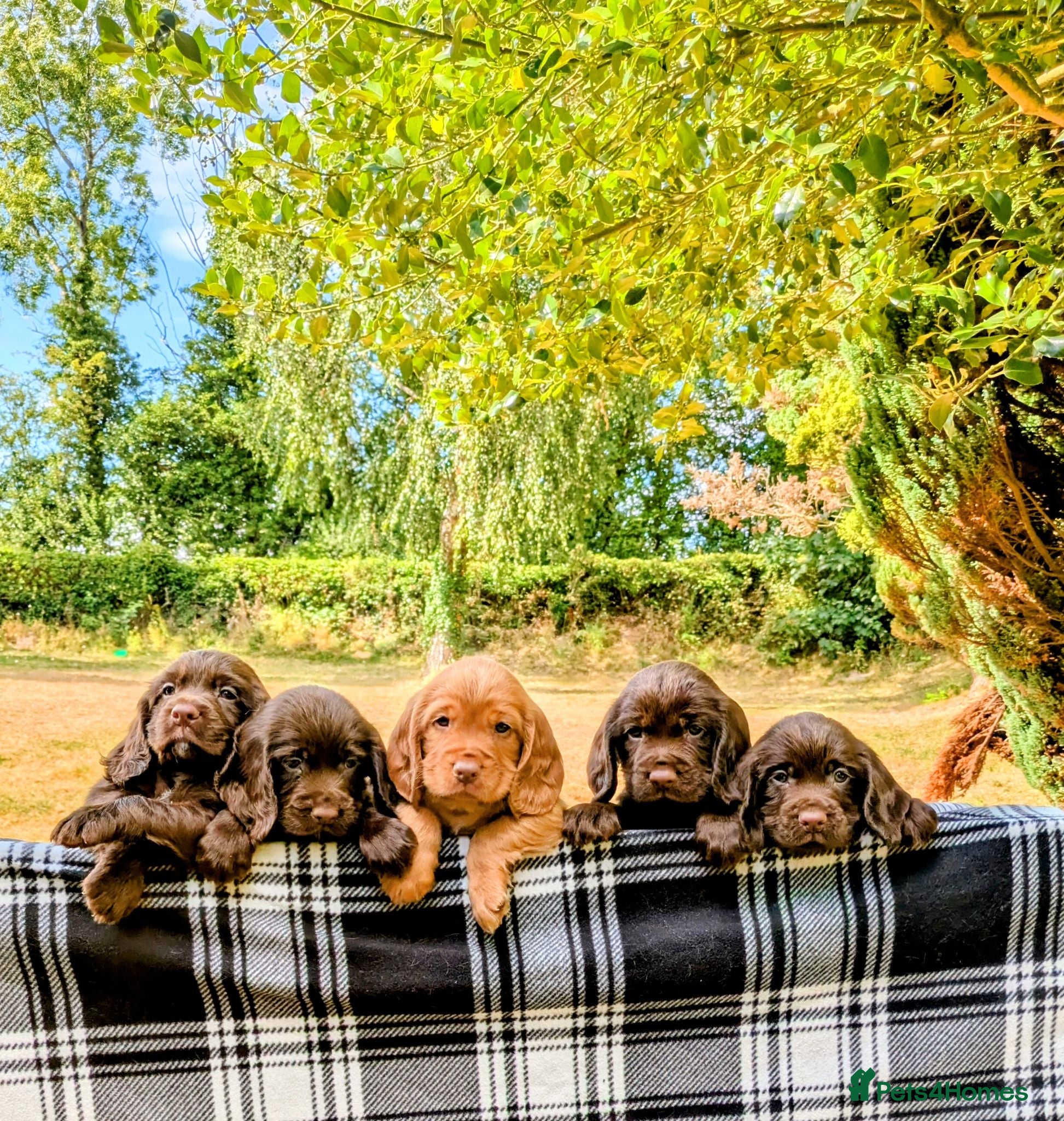 Sprocker dogs Beautiful F1B Sprocker Puppies  - Advert 1