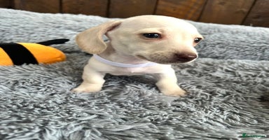 Miniature Dachshund dogs - Advert 3