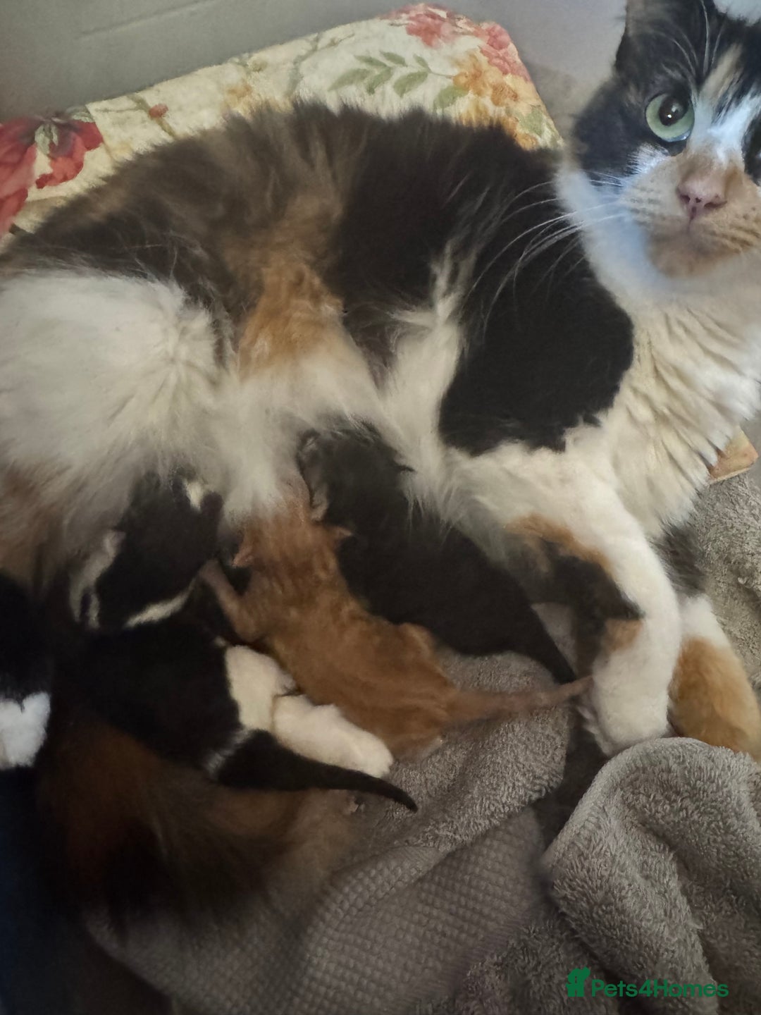 Ragdoll cats for sale: Beautiful kittens for sale  - Image 8