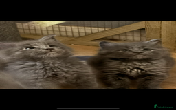 Maine Coon cats for sale: Gccf reg Maine coon kittens - Image 1